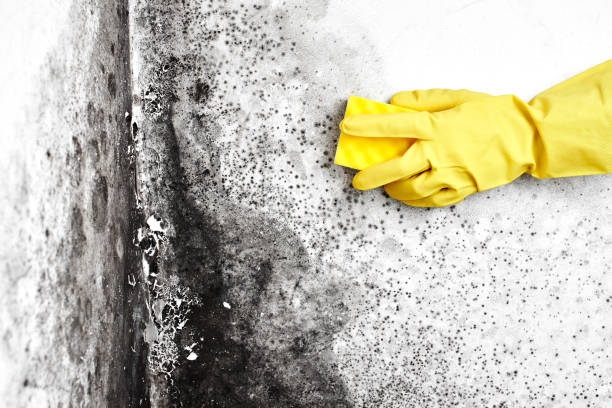 Best Crawl Space Mold Removal  in Flagstaff, AZ
