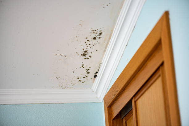 Best Attic Mold Removal  in Flagstaff, AZ