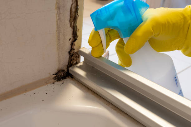 Best Toxic Mold Removal  in Flagstaff, AZ