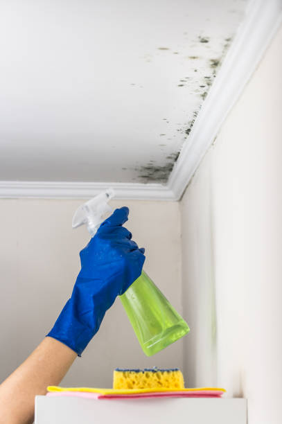 Best Mold Damage Repair  in Flagstaff, AZ